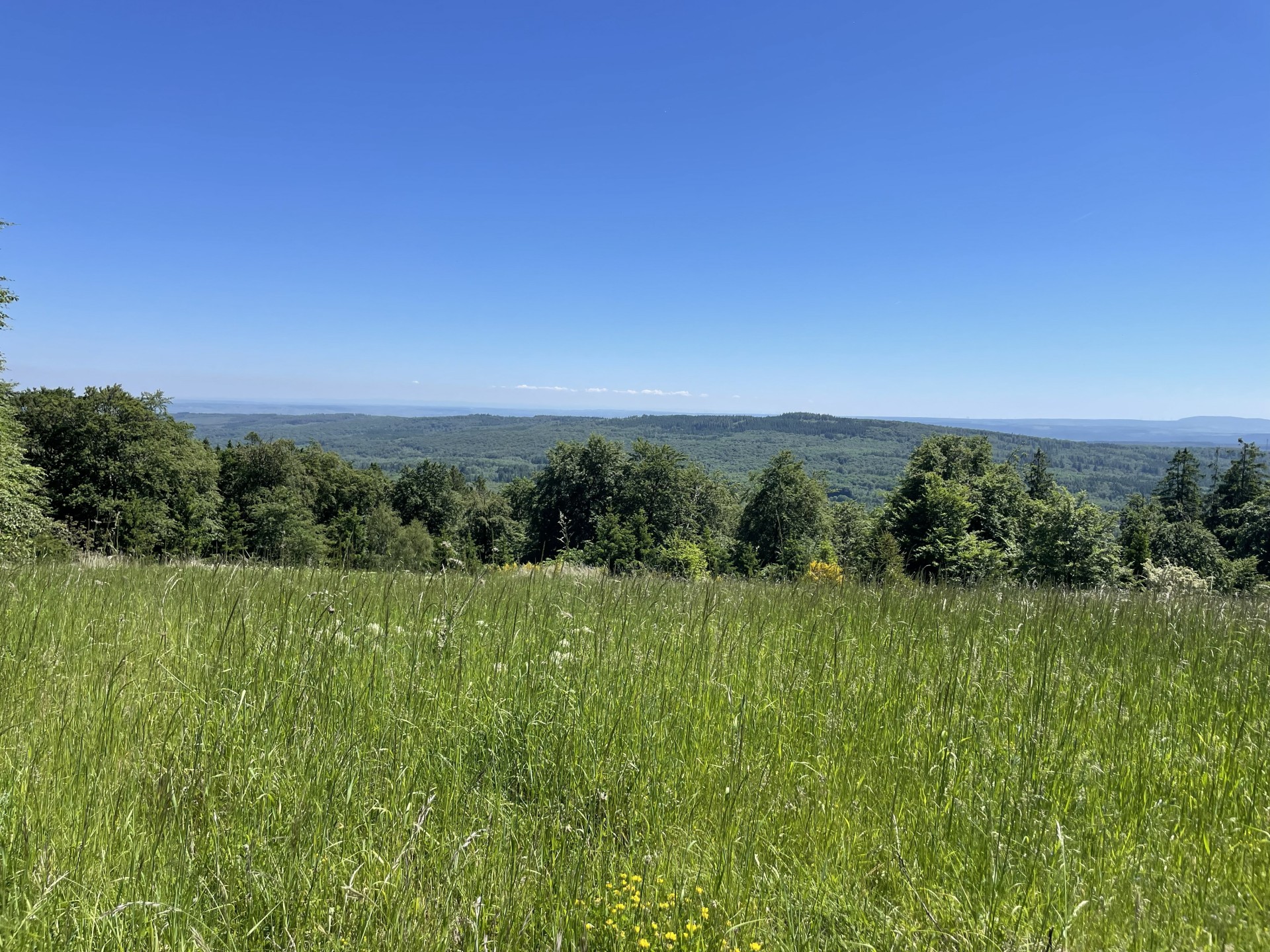 Blick auf den Soonwald im Hunsrück mit Wiese im Vordergrund und dem Wald im Hintergrund